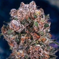 Blueberry Silver auto feminised (Errors Seeds)