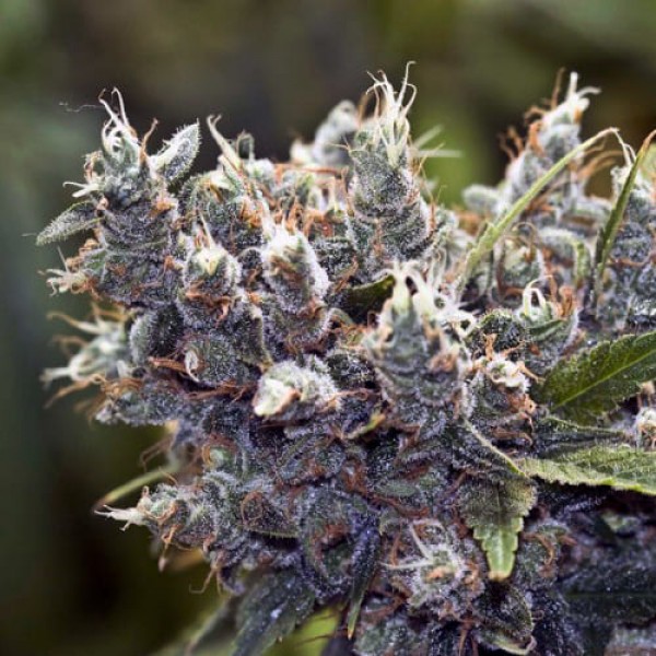 Насіння марихуани Bubble Gum Gold fem. Errors Seeds