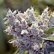 Bubble Gum Silver feminised (Errors Seeds)