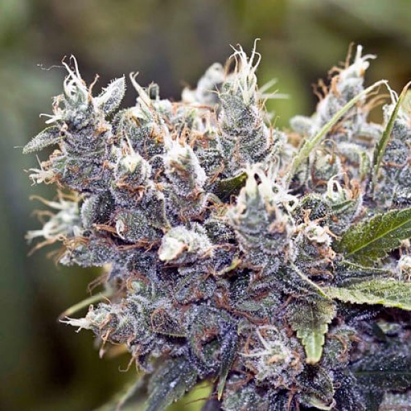 Семена марихуаны Bubble Gum Silver fem. Errors Seeds