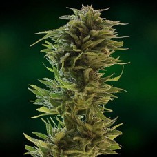 CBD Amnesia Gold feminised (Errors Seeds)