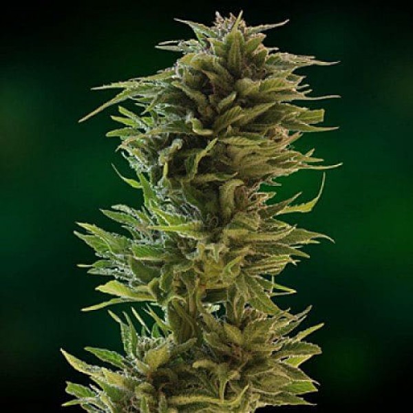 Семена марихуаны CBD Amnesia Gold fem. Errors Seeds