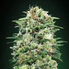 CBD White Widow Gold feminised (Errors Seeds)