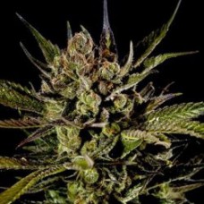 Errors-Seeds Cheese feminised імпорт