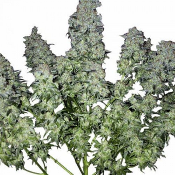 Насіння марихуани Chronic Gold fem. Errors Seeds