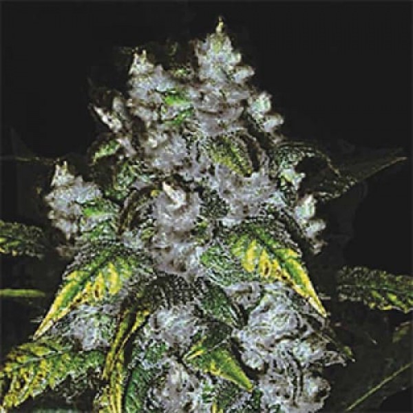 Насіння марихуани Great White Shark Gold fem. Errors Seeds
