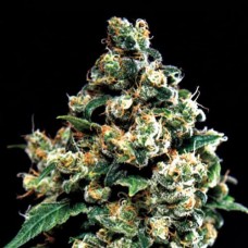 Jack Herer Gold feminised (Errors Seeds)