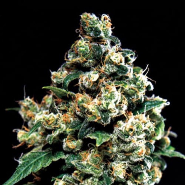 Насіння марихуани Jack Herer Gold fem. Errors Seeds