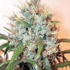 Kali Mist Gold feminised (Errors Seeds)