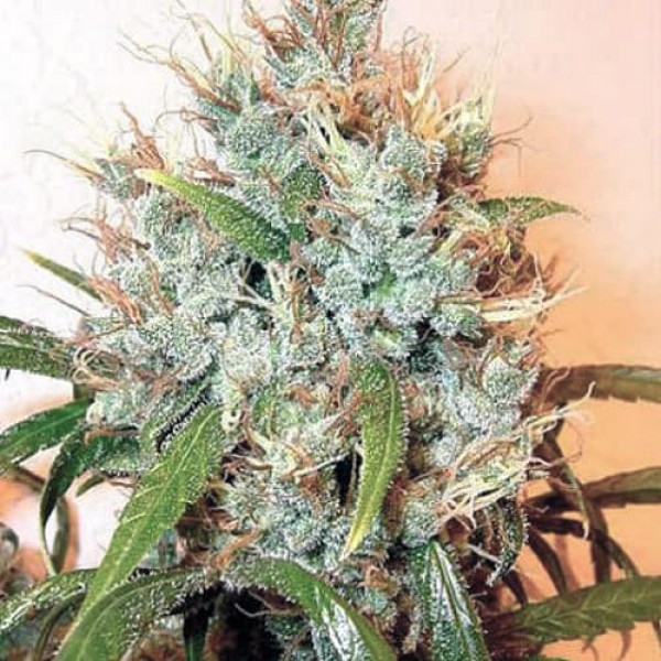 Насіння марихуани Kali Mist Gold fem. Errors Seeds