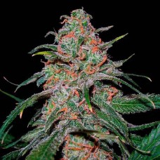 Lemon Skunk Gold feminised (Errors Seeds)