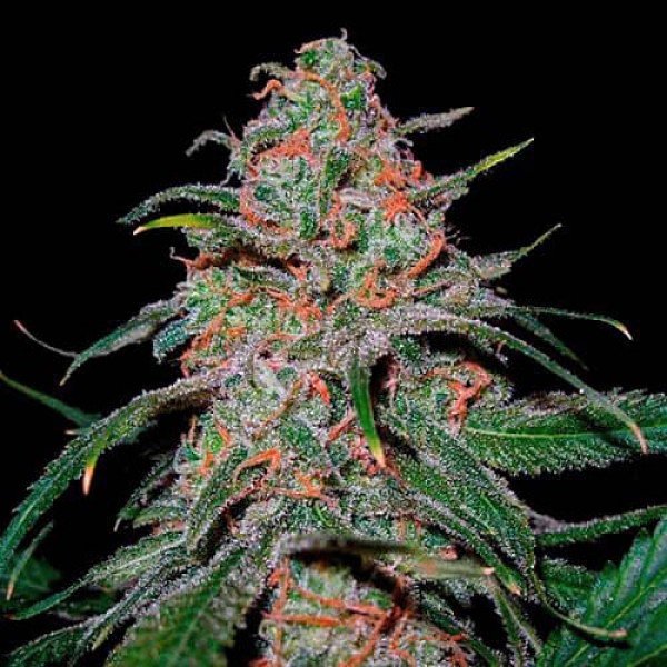 Семена марихуаны Lemon Skunk Gold fem. Errors Seeds