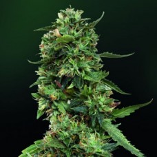 LSD Gold feminised (Errors Seeds)