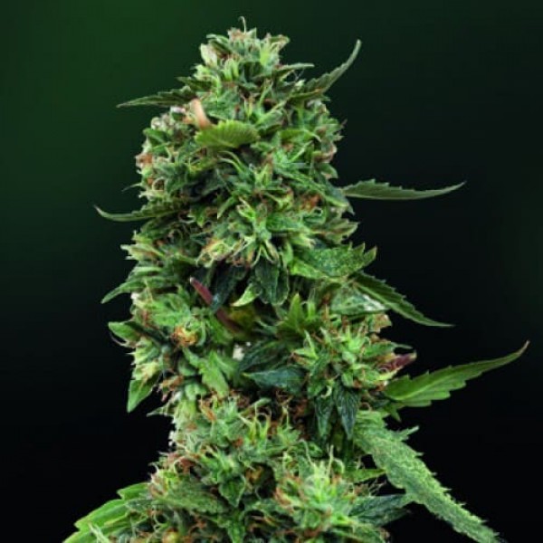 Насіння марихуани LSD Gold fem. Errors Seeds