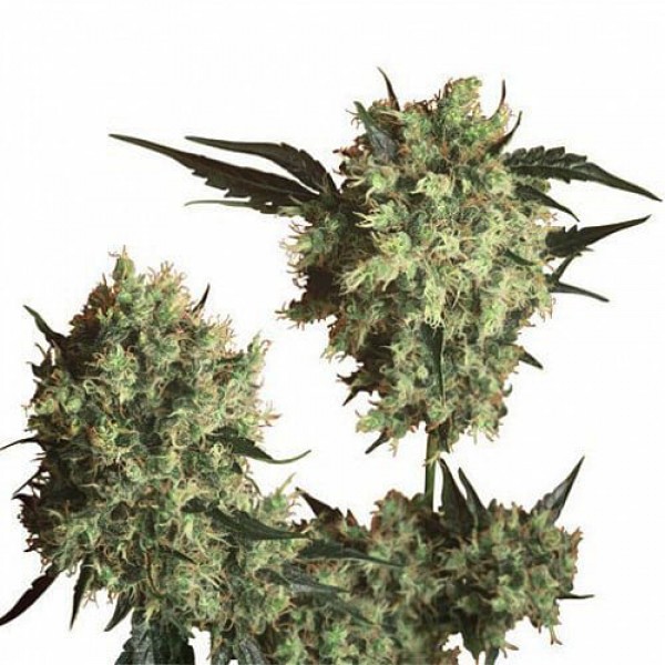 Насіння марихуани Marleys Collie Gold fem. Errors Seeds