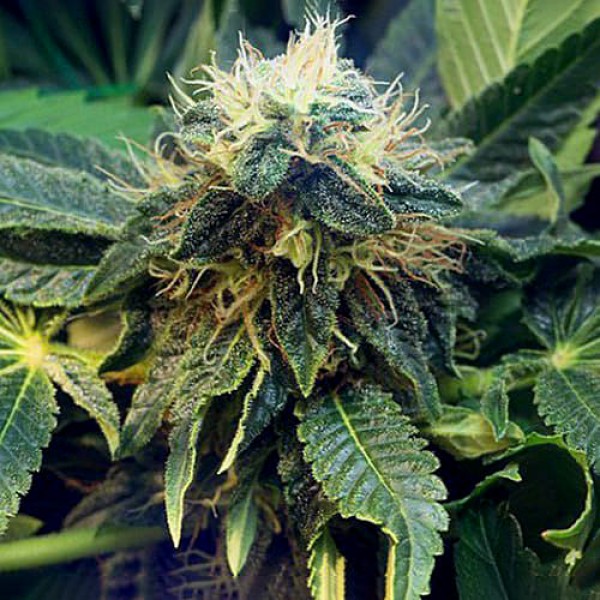 Семена марихуаны Mazar Gold fem. Errors Seeds