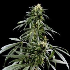 Neville's Haze Gold feminised (Errors Seeds)