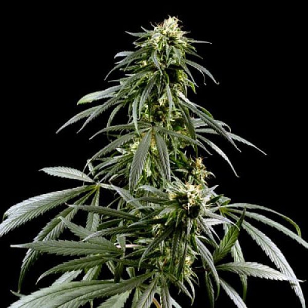 Семена марихуаны Neville's Haze Gold fem. Errors Seeds