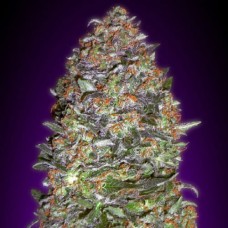 New York Diesel Gold feminised (Errors Seeds)