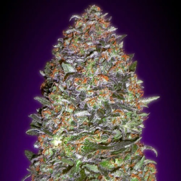 Семена марихуаны New York Diesel Gold fem. Errors Seeds