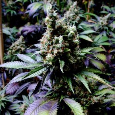 Errors-Seeds New York Diesel feminised Украина