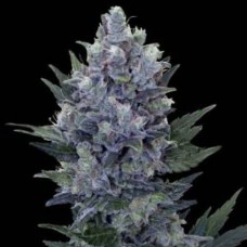 Northern Lights Gold feminised (Errors Seeds)