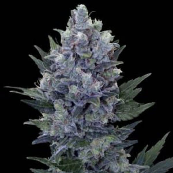 Семена марихуаны Northern Lights Gold fem. Errors Seeds
