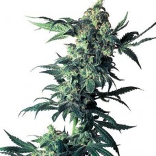 Errors-Seeds Northern Lights feminised Украина