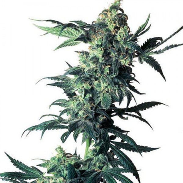 Семена конопли Errors-Seeds Northern Lights feminised Украина