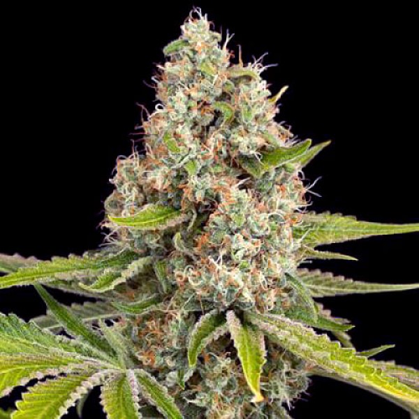 Насіння марихуани OG Kush Gold fem. Errors Seeds