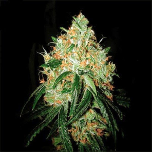 Насіння марихуани Orange Bud Gold fem. Errors Seeds