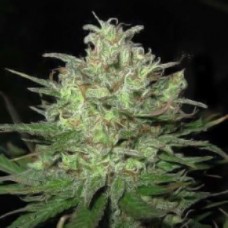 Power Plant Gold feminised (Errors Seeds)