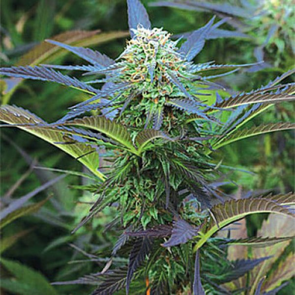 Семена марихуаны Purple Kush Gold fem. Errors Seeds