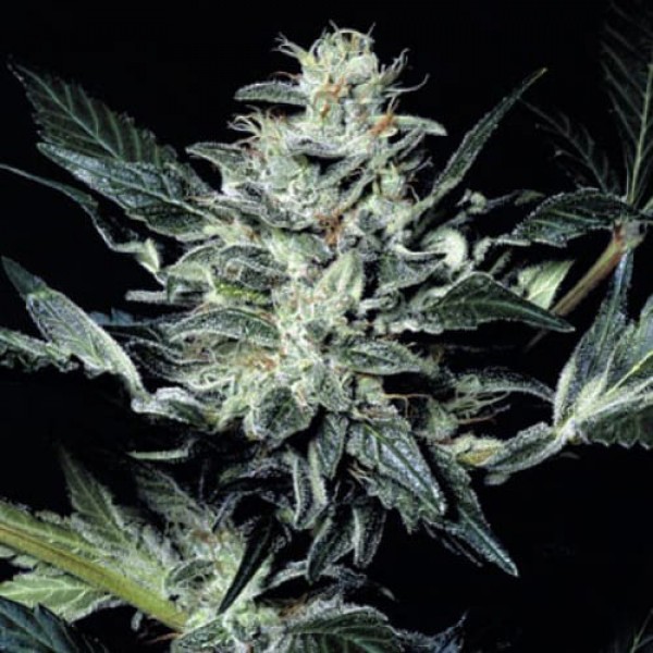 Семена марихуаны Sensi Star Gold fem. Errors Seeds