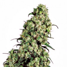 Errors-Seeds Skunk№1 feminised Україна