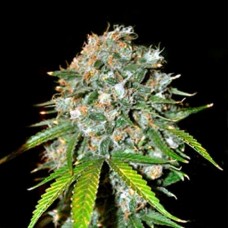 Errors-Seeds Skunk11 feminised імпорт