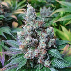 Somango Gold feminised (Errors Seeds)