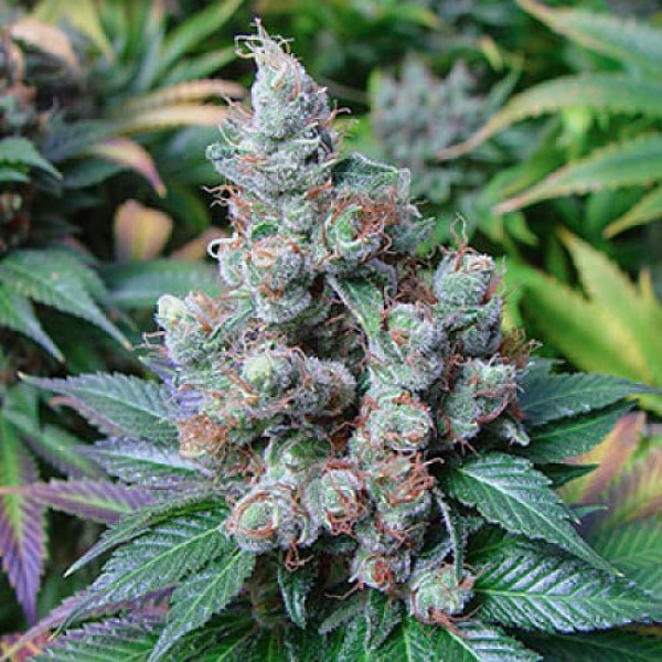 Насіння марихуани Somango Gold fem. Errors Seeds
