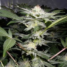 Errors-Seeds Somango XL feminised імпорт