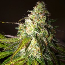 Sour Diesel Gold feminised (Errors Seeds)