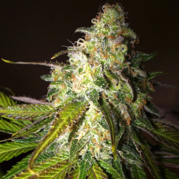 Насіння марихуани Sour Diesel Gold fem. Errors Seeds