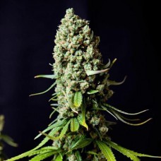 Super Skunk Gold feminised (Errors Seeds)