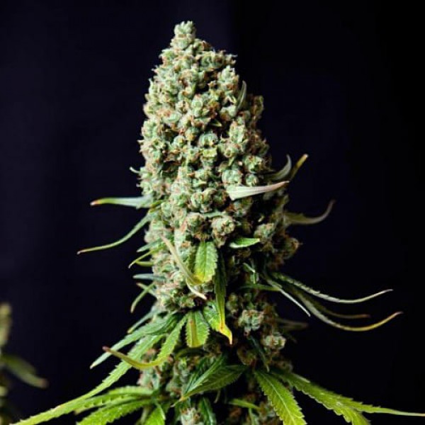 Насіння марихуани Super Skunk Gold fem. Errors Seeds