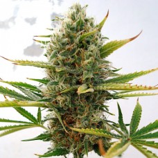 Super Skunk Silver feminised (Errors Seeds)