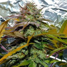 Errors-Seeds White Diesel Haze feminised Україна