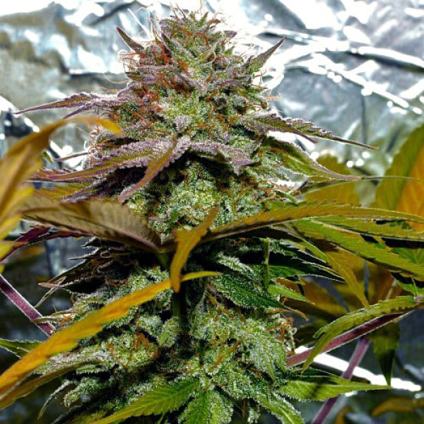 Насіння коноплі Errors-Seeds White Diesel Haze feminised Україна