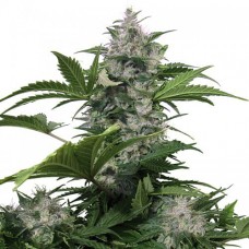 Errors-Seeds White Dwarf feminised Украина