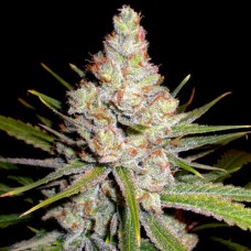 Errors-Seeds White Skunk feminised Україна