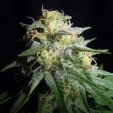 Errors-Seeds White Widow feminised імпорт