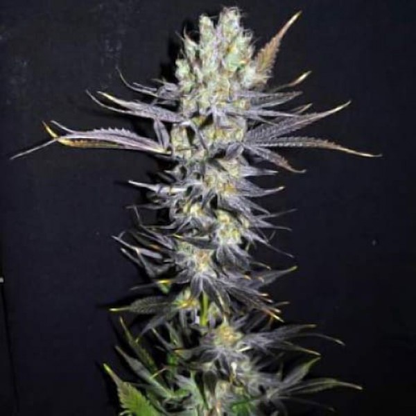 Насіння марихуани Cyclops Silver reg. Errors Seeds